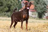 GESTATION - DOBERMANN 006